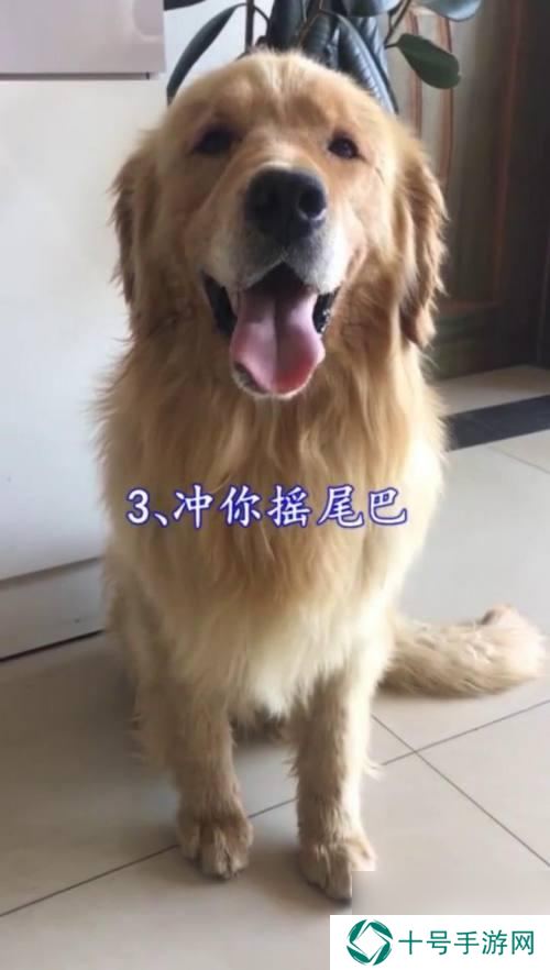 狗狗怎么示好 如何判断狗狗的态度