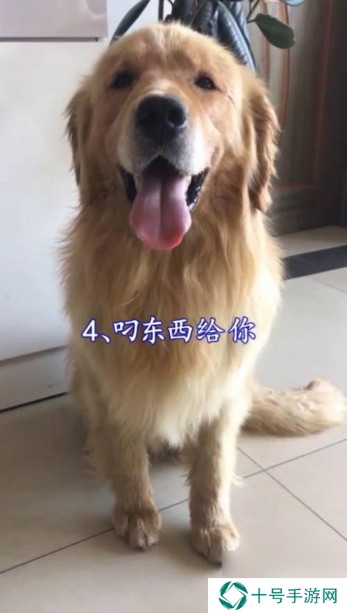 狗狗怎么示好 如何判断狗狗的态度